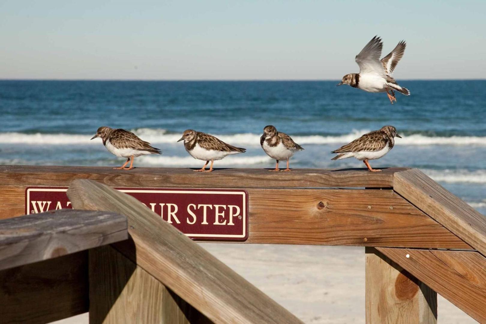 410 - Fourth Floor 1/1 Sleeps 2 Appartement New Smyrna Beach Buitenkant foto